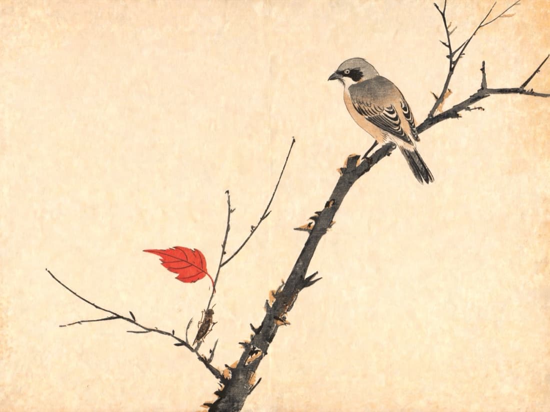 A shrike perched near the top of a bare broken branch, a single insect on the lower stem. Most of the paper is left empty.